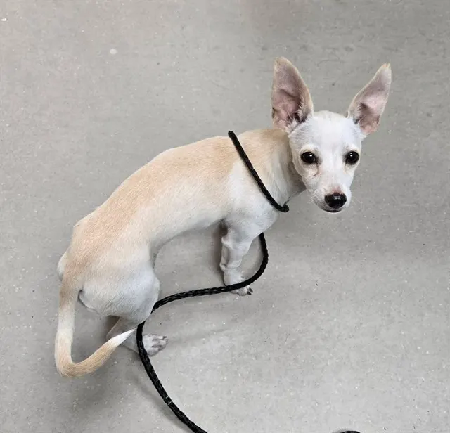 Adoptable Dog