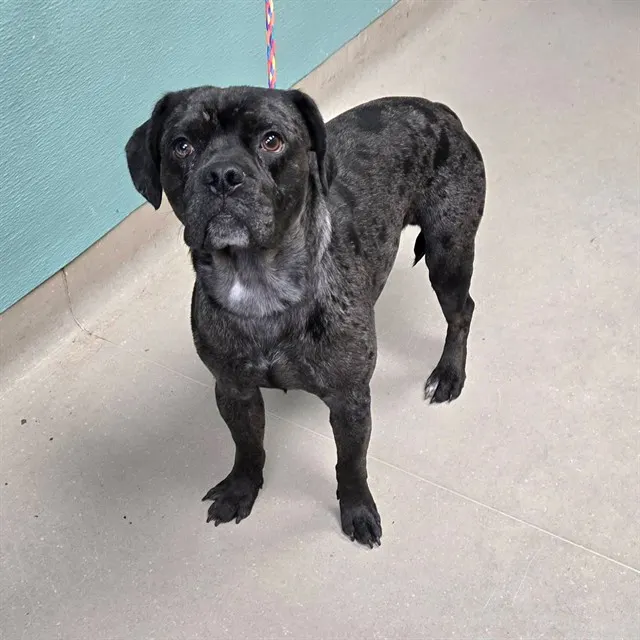 Adoptable Dog
