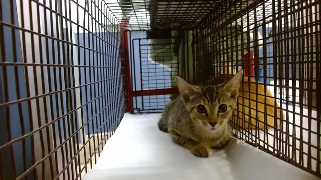 Adoptable Cat