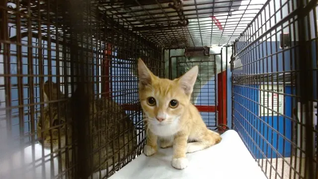 Adoptable Cat