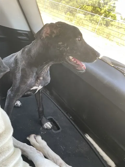 Adoptable Dog