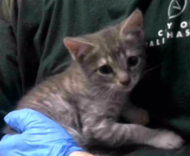 Adoptable Cat