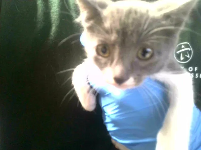 Adoptable Cat
