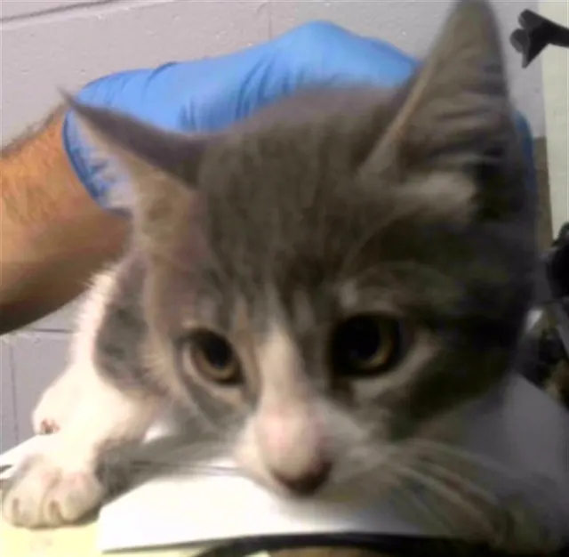Adoptable Cat