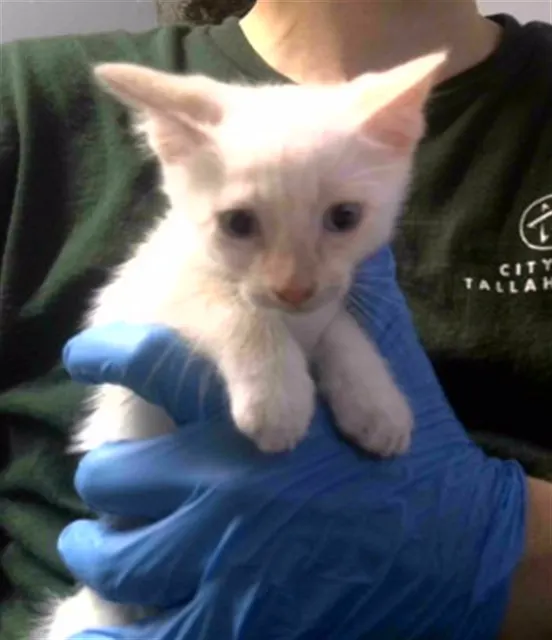 Adoptable Cat