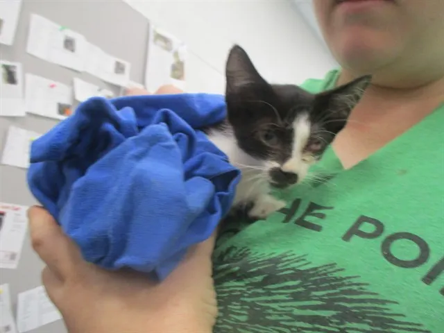 Adoptable Cat