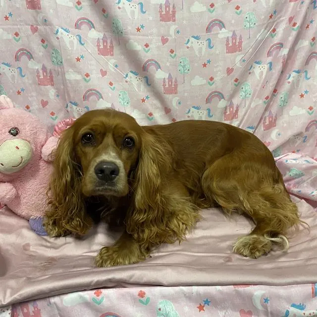 Adoptable Dog