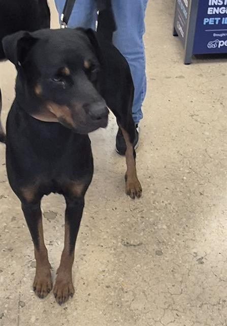 Rottie