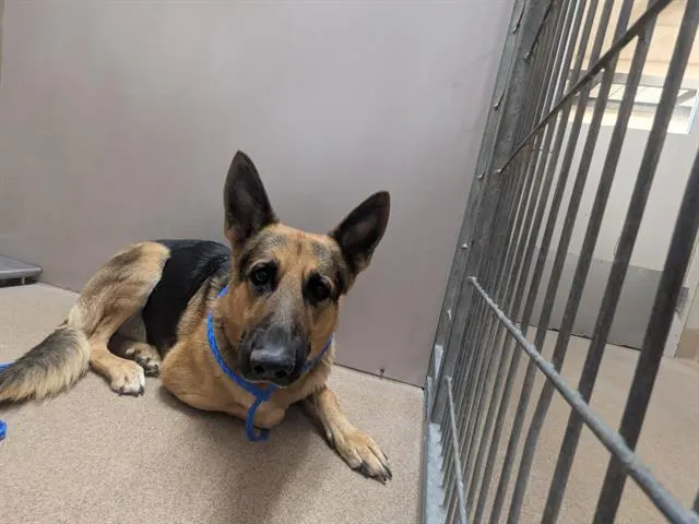 Adoptable Dog