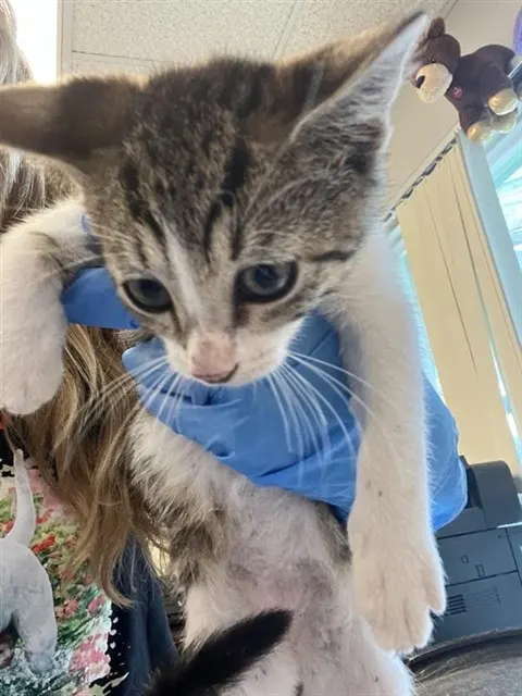 Adoptable Cat
