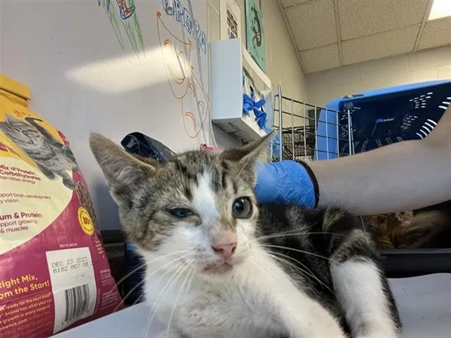 Adoptable Cat