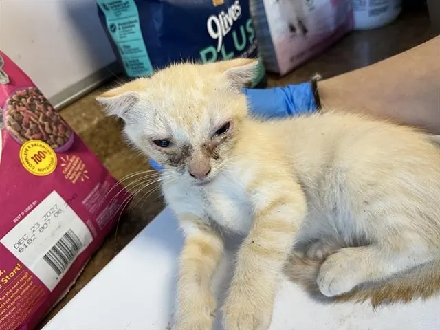 Adoptable Cat