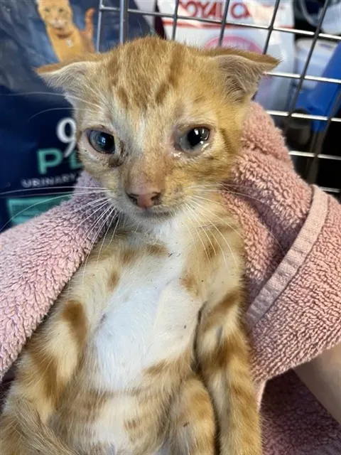 Adoptable Cat
