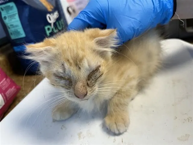 Adoptable Cat