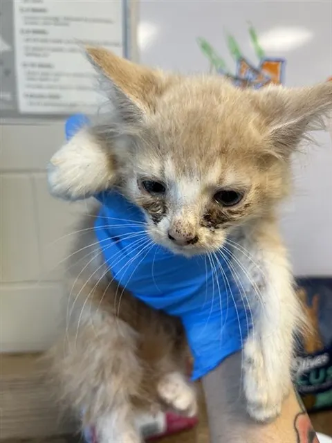 Adoptable Cat