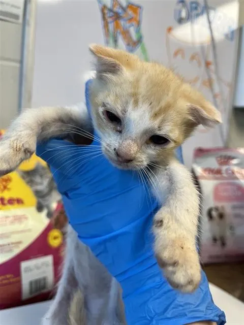 Adoptable Cat