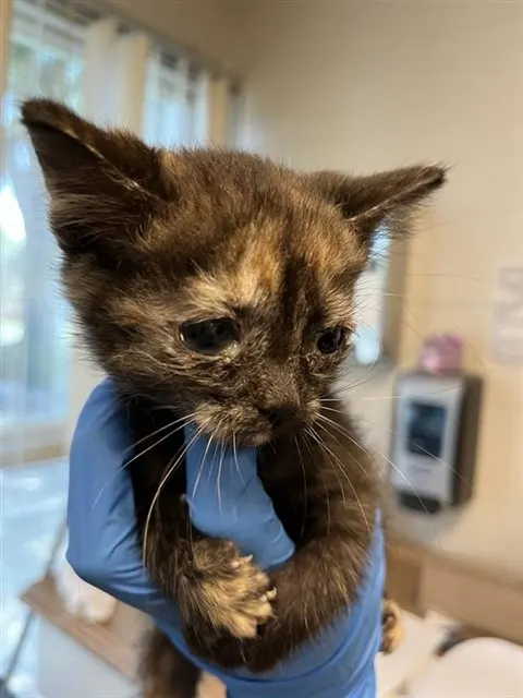 Adoptable Cat