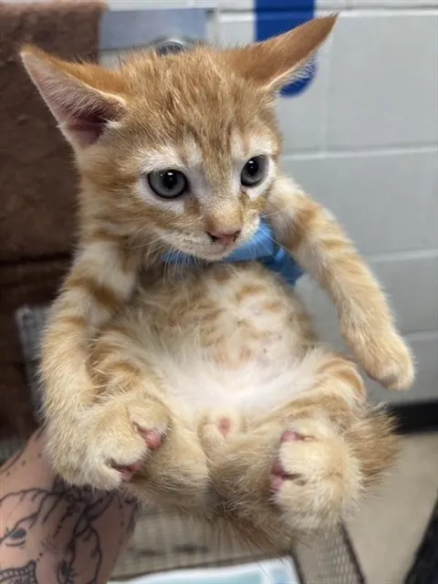 Adoptable Cat