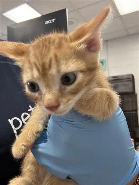 Adoptable Cat