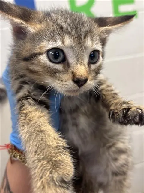 Adoptable Cat