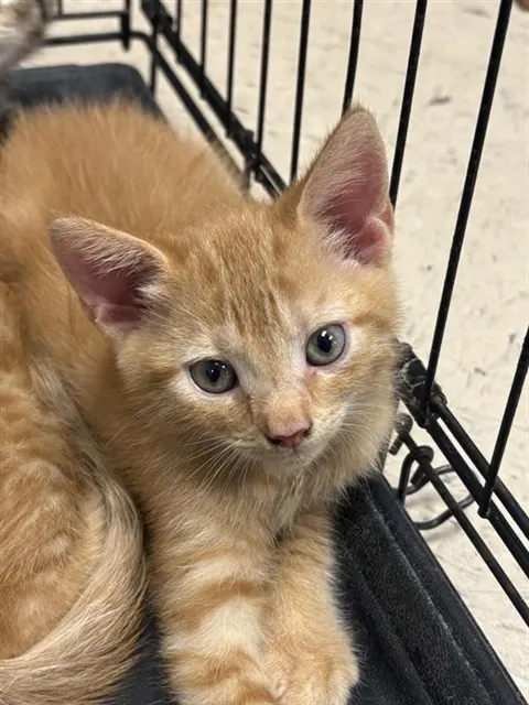 Adoptable Cat