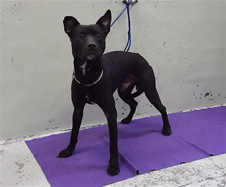 Adoptable Dog