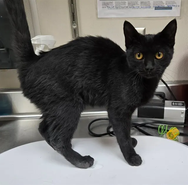 Adoptable Cat
