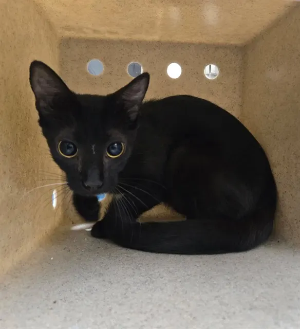 Adoptable Cat