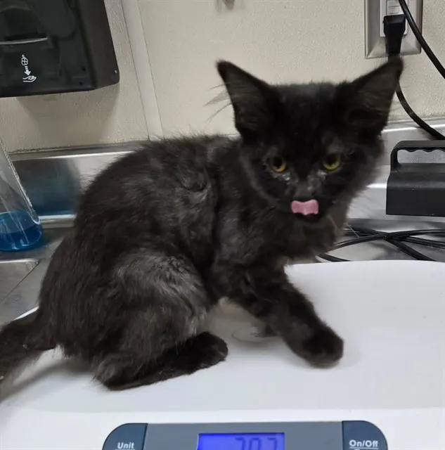 Adoptable Cat