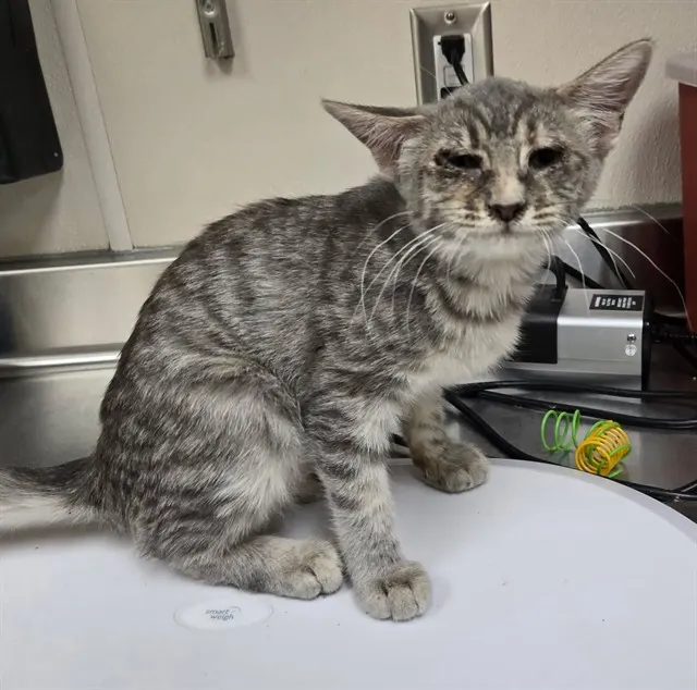 Adoptable Cat
