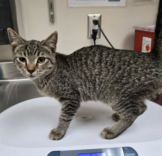 Adoptable Cat