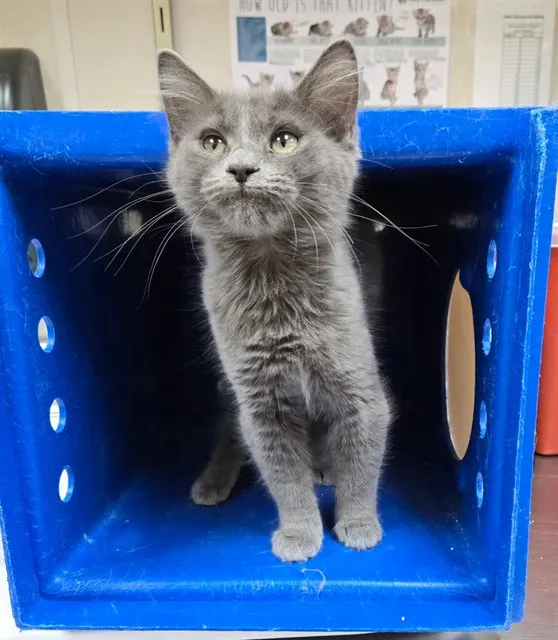 Adoptable Cat