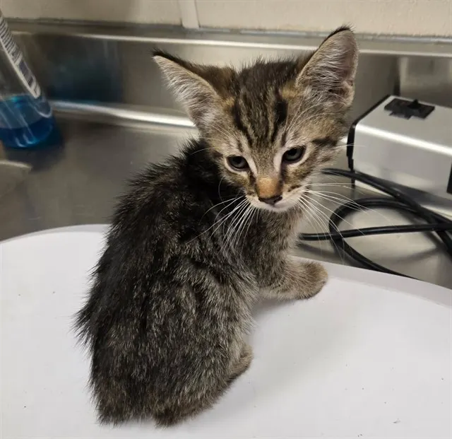 Adoptable Cat