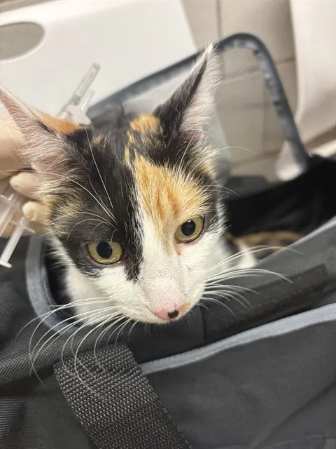 Adoptable Cat