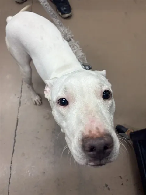 Adoptable Dog