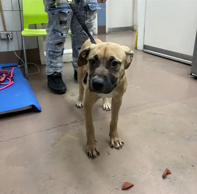 Adoptable Dog