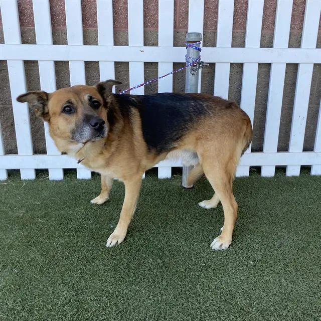 Adoptable Dog