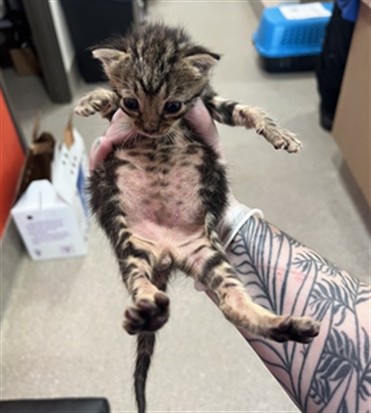 Adoptable Cat