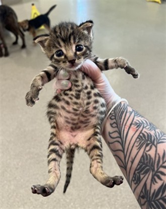 Adoptable Cat