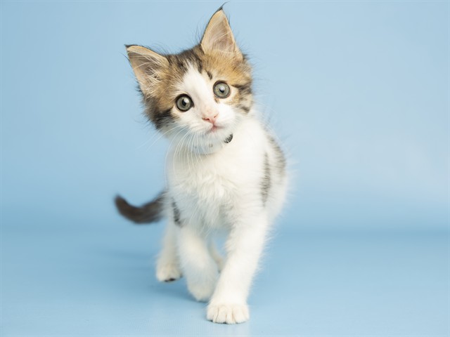 Willow