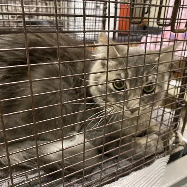 Adoptable Cat