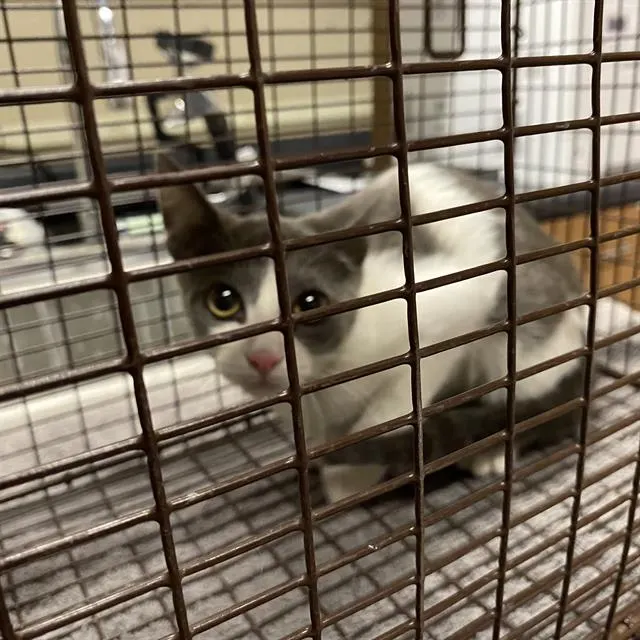 Adoptable Cat