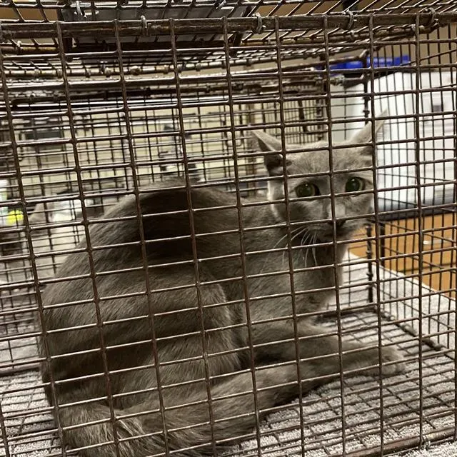 Adoptable Cat