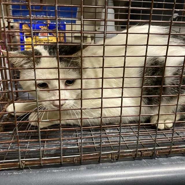 Adoptable Cat