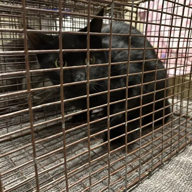 Adoptable Cat