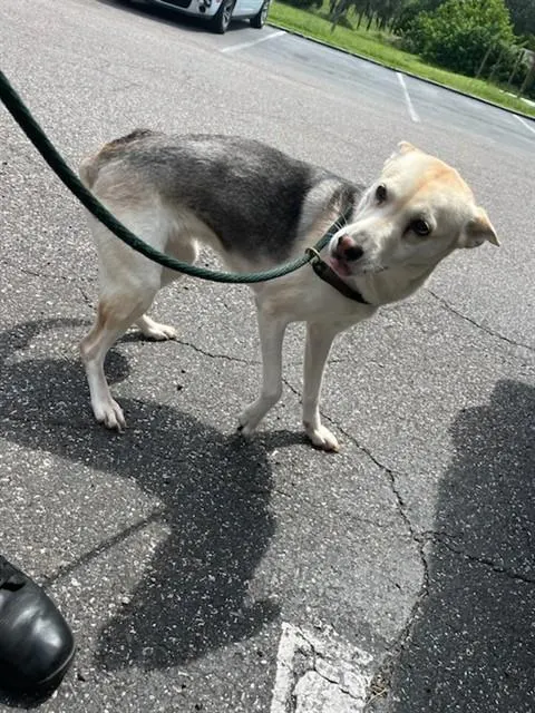 Adoptable Dog