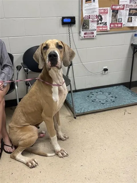 Adoptable Dog