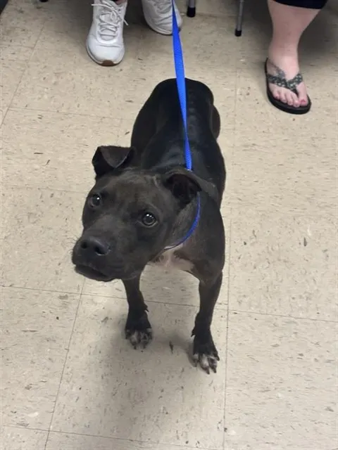 Adoptable Dog