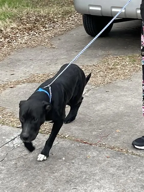 D.O.G.