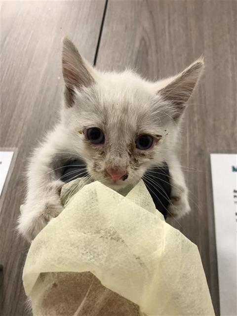 Adoptable Cat